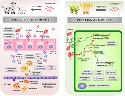 Receptors and Signaling Pathways for Recognition of Bacteria in Livestock and Crops: Prospects for Beneficial Microbes in Healthy Growth Strategies